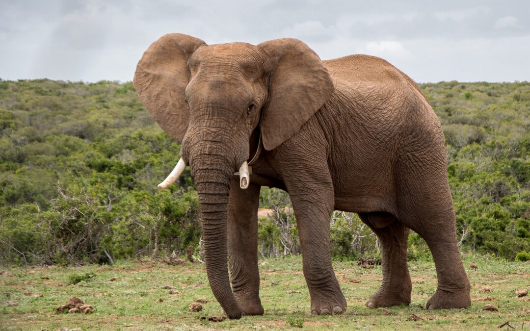 RARITY OF CANCER IN ELEPHANTS MAY EXPLAIN IN HUMANS